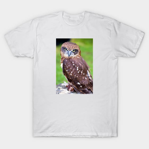 Little Owl T-Shirt by JeanKellyPhoto